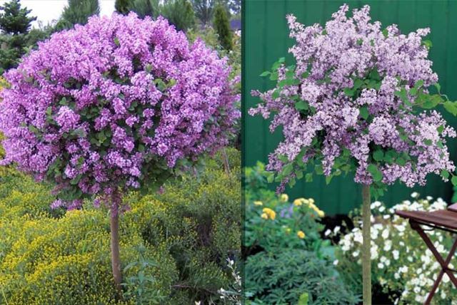 Pohon-Pohon Berbunga Yang Menakjubkan Dari Seluruh Dunia